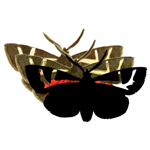 Banded dark moth