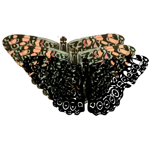 Chequered butterfly 06