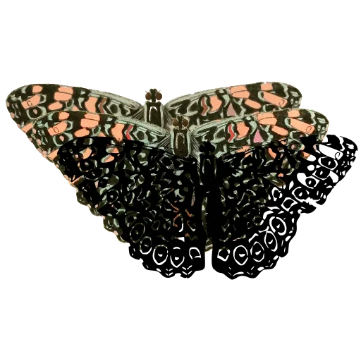 Chequered butterfly 06