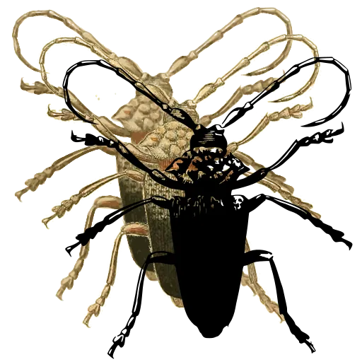 Long-horned beetle 22
