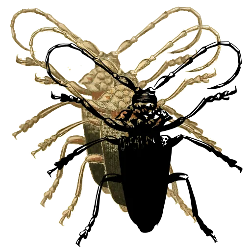 Long-horned beetle 22