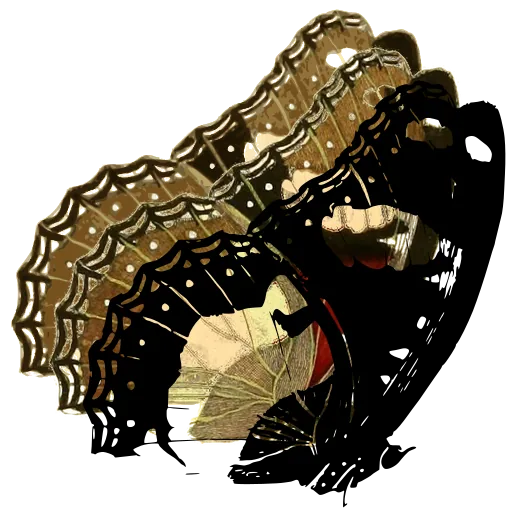 Butterfly in side view 14