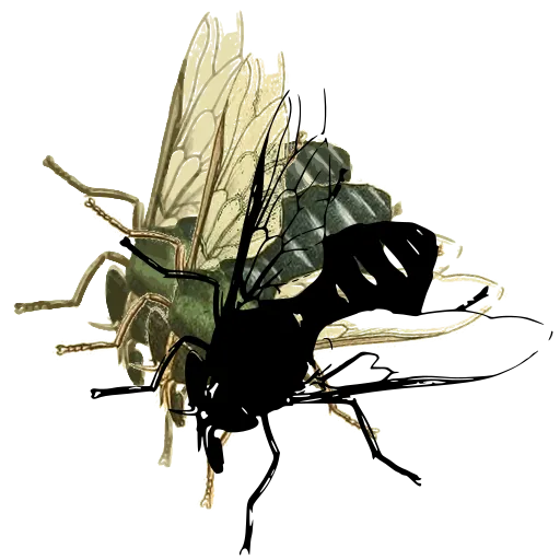Fly in side view 02