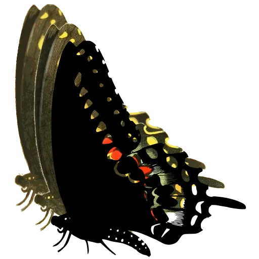 Swallowtail in side view 05