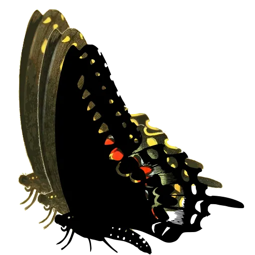 Swallowtail in side view 05