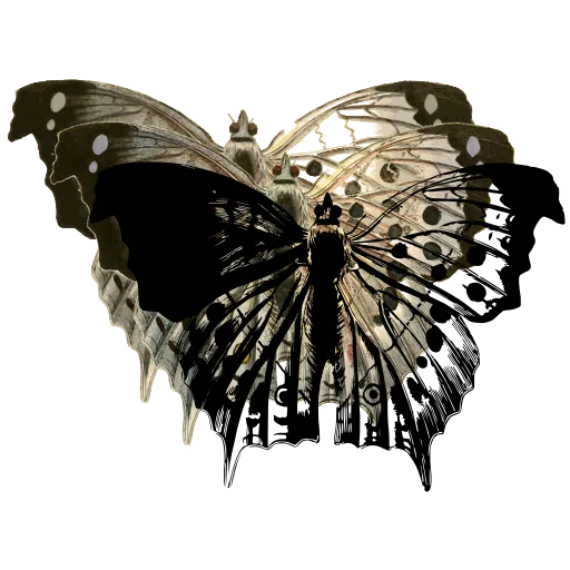 Veined butterfly with hooked wings