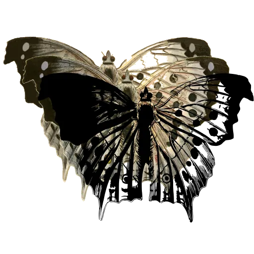 Veined butterfly with hooked wings