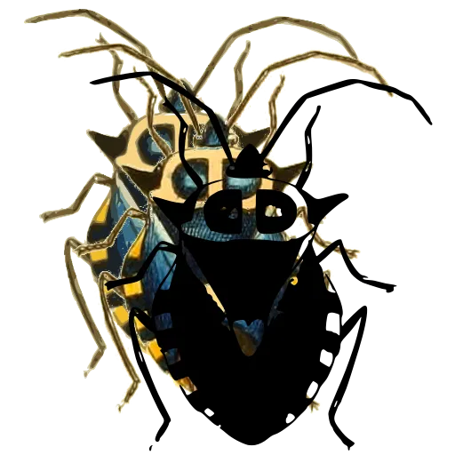 Shield bug 05
