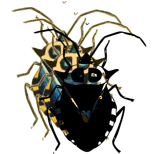 Shield bug 05