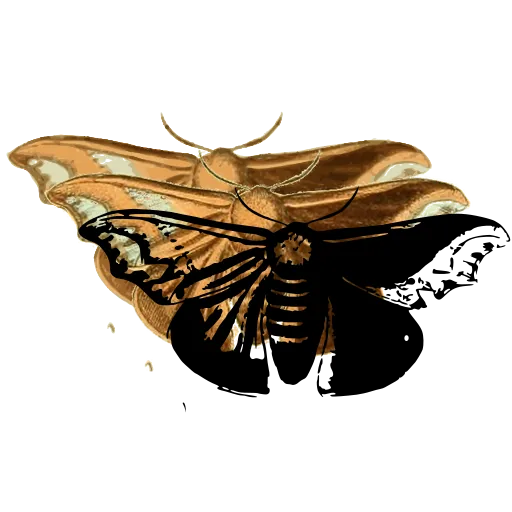 Patterned moth 06