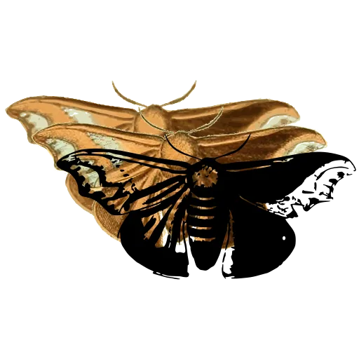 Patterned moth 06