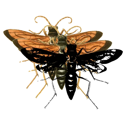 Lantern fly 04