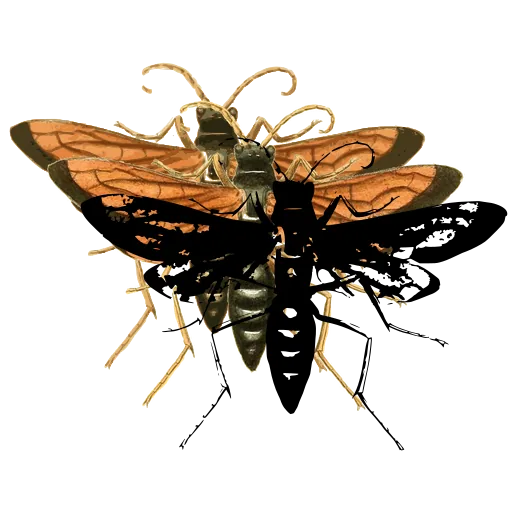 Lantern fly 04