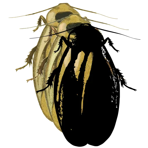 Rounded beetle 05