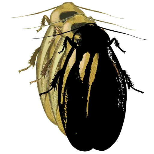 Rounded beetle 05