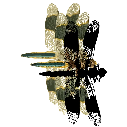Banded dragonfly 02