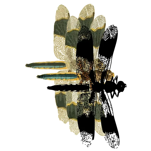 Banded dragonfly 02