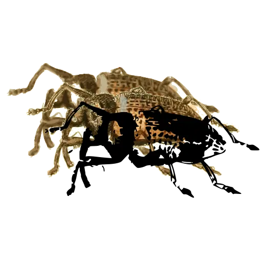 Weevil in side view 05