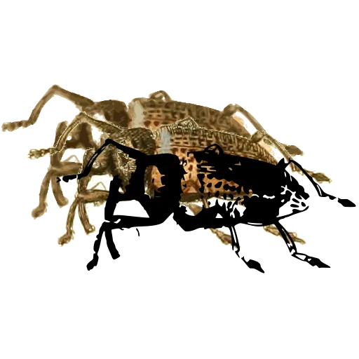 Weevil in side view 05