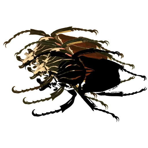 Goliath beetle 01