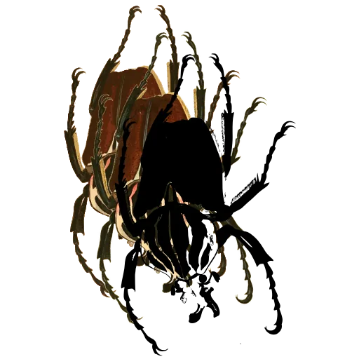 Goliath beetle 01