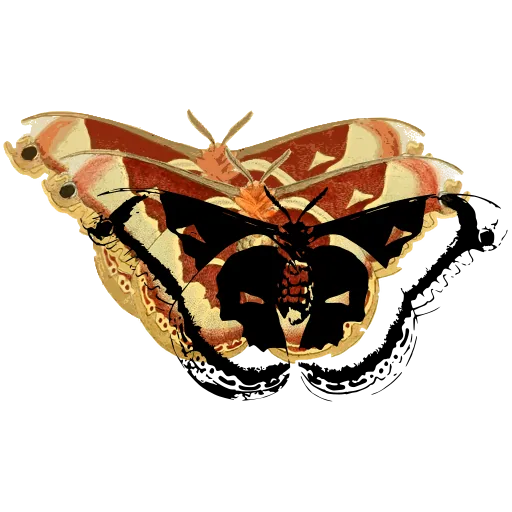 Marbled moth