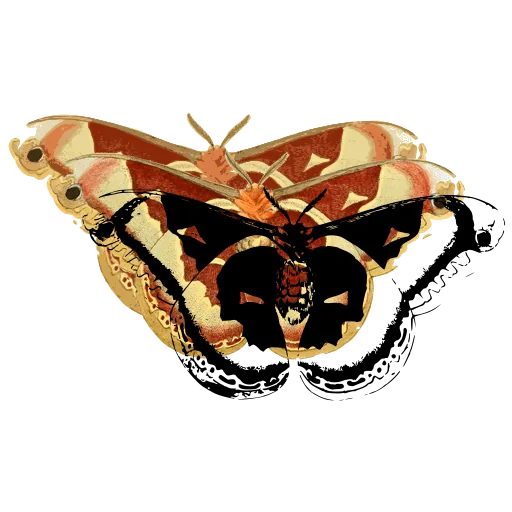 Marbled moth