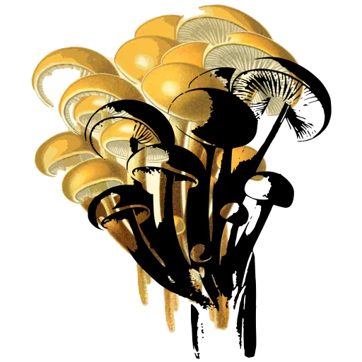 Clustered mushrooms on one base