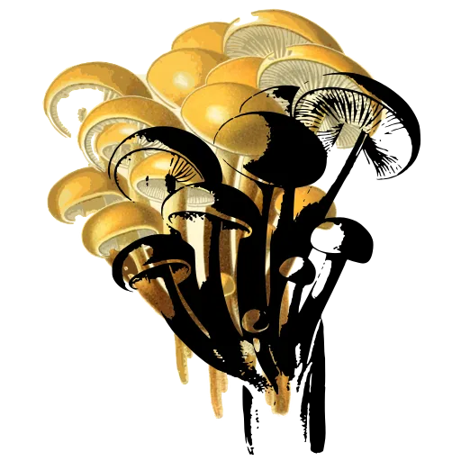 Clustered mushrooms on one base