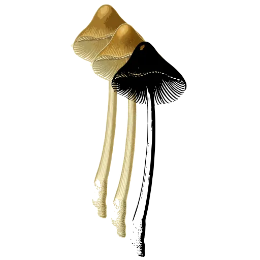 Bell capped mushroom on a slender stem