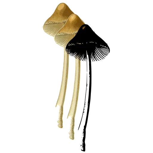 Bell capped mushroom on a slender stem