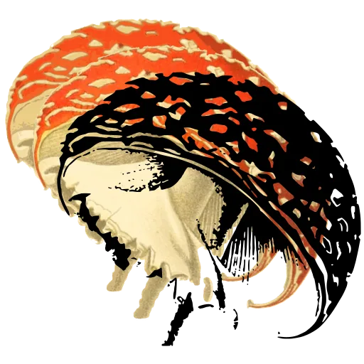 Spotted fly agaric cap