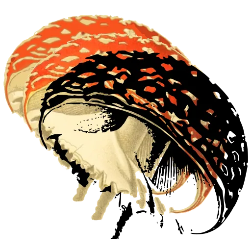 Spotted fly agaric cap