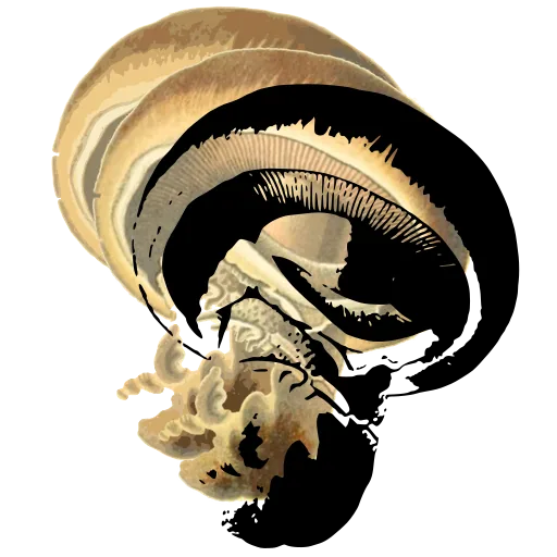 Curled cap with a thick stem