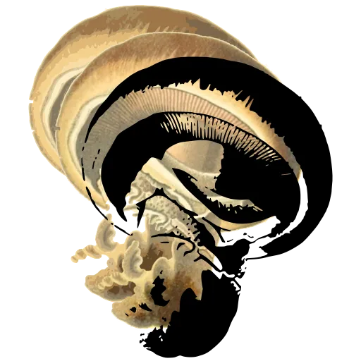 Curled cap with a thick stem