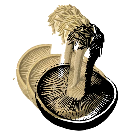 Mushroom tipped to show the gills