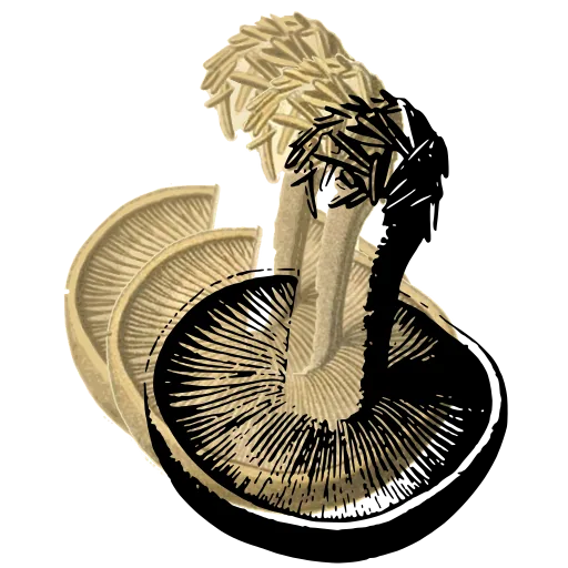 Mushroom tipped to show the gills