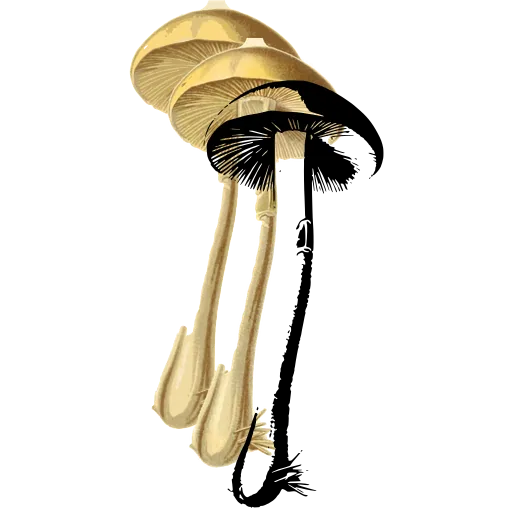 Small cap on a rooting stem