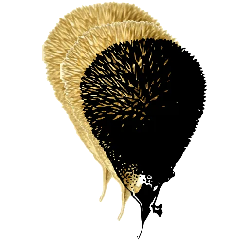 Spiny puffball