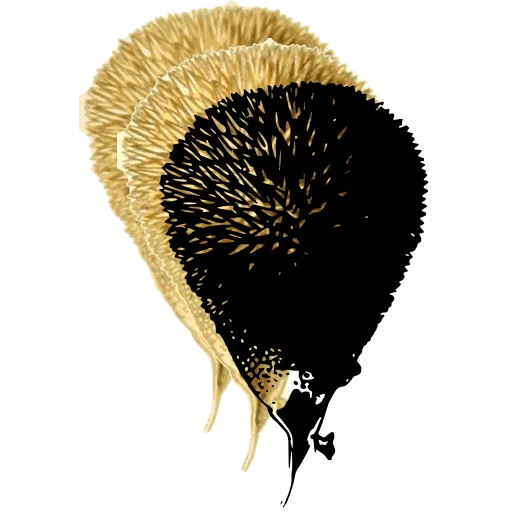 Spiny puffball