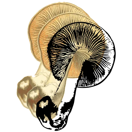 Mushroom lying on its side 02
