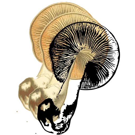 Mushroom lying on its side 02