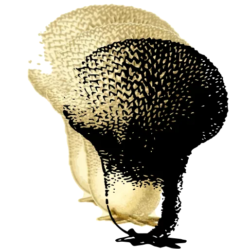 Warted puffball on a stalk