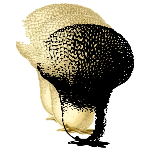Warted puffball on a stalk