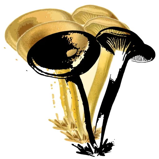 Pair of funnel capped mushrooms
