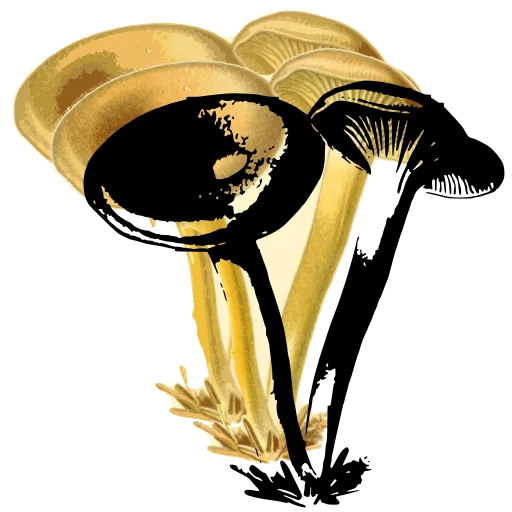 Pair of funnel capped mushrooms