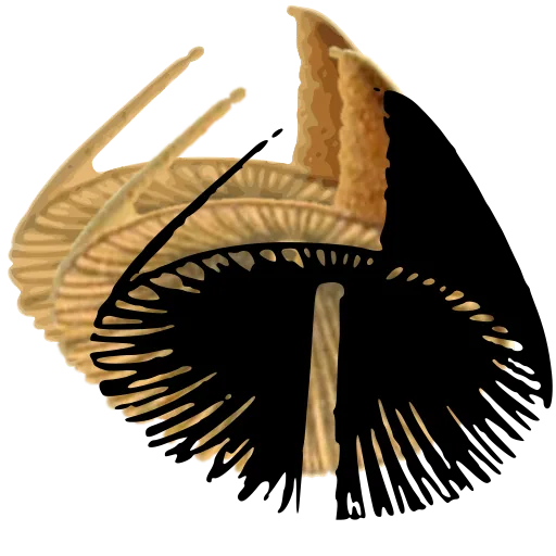 Mushroom cut in section