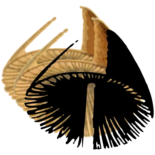 Mushroom cut in section