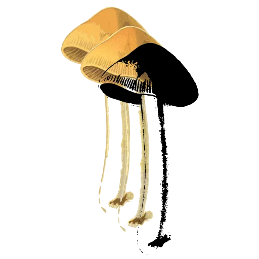 Dark bell cap on a slim stem
