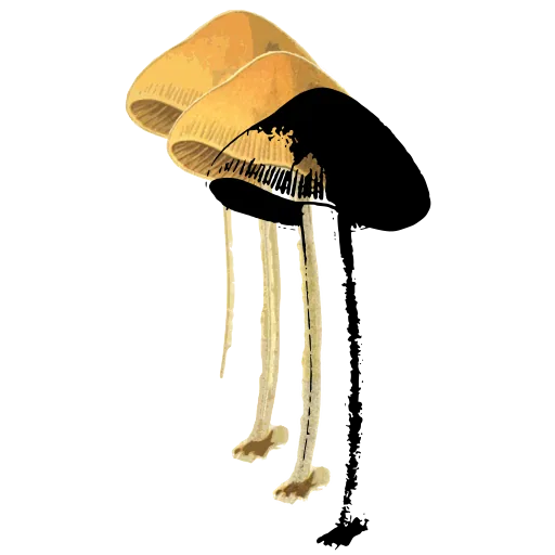 Dark bell cap on a slim stem
